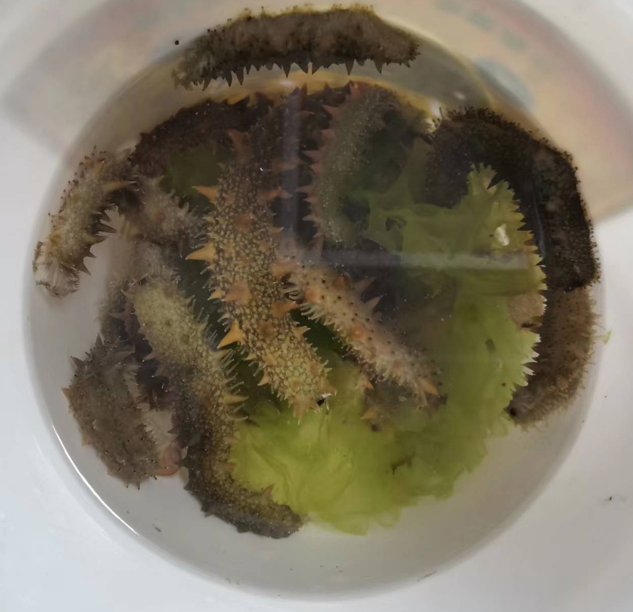 海参
