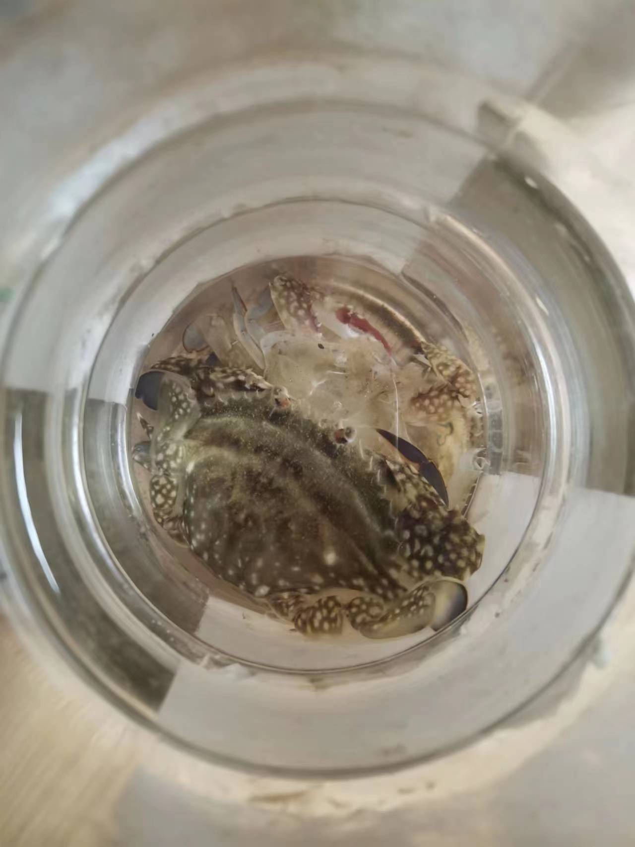 梭子蟹
